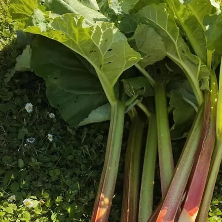 فندق مبيت وإفطار D'hotes La Clef Des Champs - La Source De Nos Racines - Corps De Ferme Au Coeur Du Parc Naturel De L'avesnois 3*